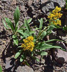 Solidago simplex