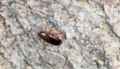 Parcoblatta pennsylvanica