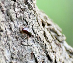 Parcoblatta pennsylvanica