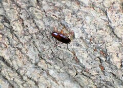 Parcoblatta pennsylvanica