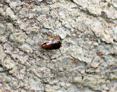 Parcoblatta pennsylvanica