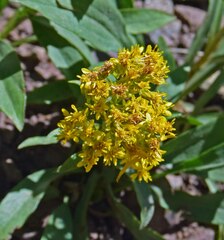 Solidago simplex