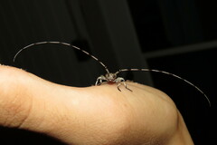 Acanthocinus obsoletus