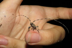 Acanthocinus obsoletus