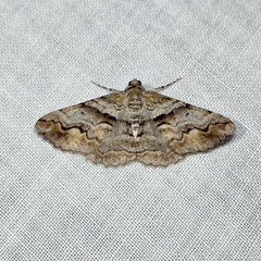 Gastrinodes bitaeniaria