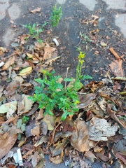 Sisymbrium officinale