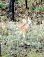 Osphranter antilopinus