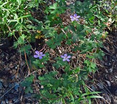 Geranium caespitosum