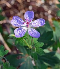 Geranium caespitosum