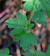 Geranium caespitosum