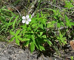 Geranium richardsonii