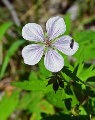 Geranium richardsonii