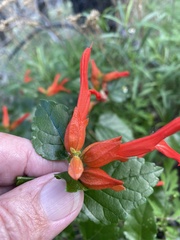 Salvia regla