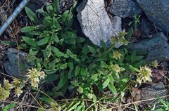 Phacelia heterophylla