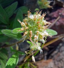 Phacelia heterophylla