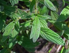 Phacelia heterophylla