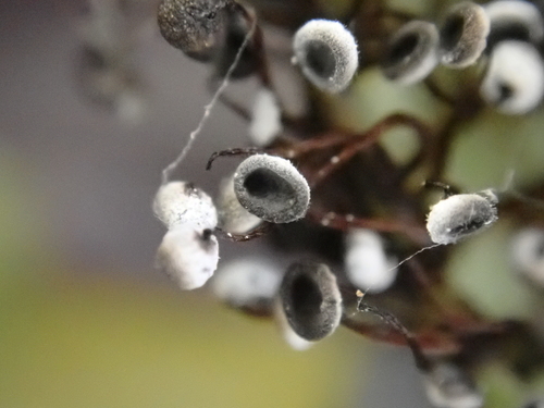 Trichamphora pezizoidea