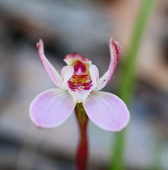 Caladenia pusilla