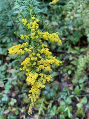 Solidago rugosa