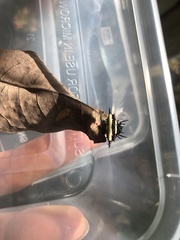 Gasteracantha fornicata