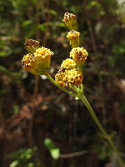 Alloispermum scabrum