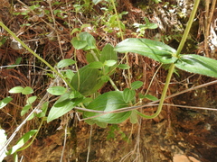 Alloispermum scabrum