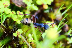 Camponotus suffusus bendigensis