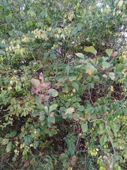 Crataegus calpodendron