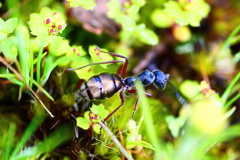 Camponotus suffusus bendigensis