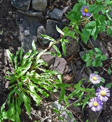 Erigeron eximius