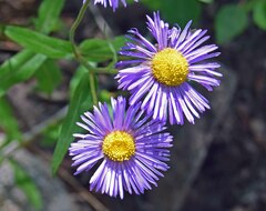 Erigeron eximius