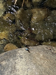 Diphlebia euphoeoides