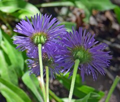 Erigeron eximius