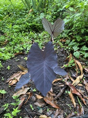 Colocasia