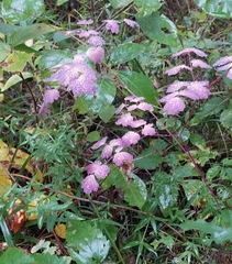 Thalictrum venulosum
