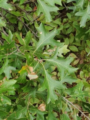 Quercus ilicifolia