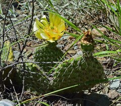 Opuntia macrorhiza