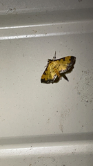 Ategumia ebulealis