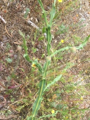 Genista tridentata