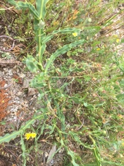 Genista tridentata