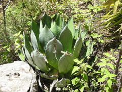 Agave