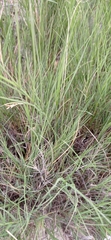 Cynodonteae