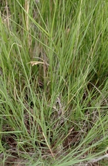 Cynodonteae