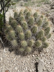 Echinocereus stramineus