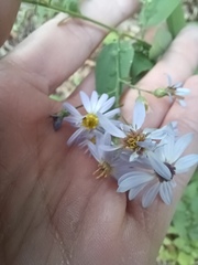 Symphyotrichum shortii
