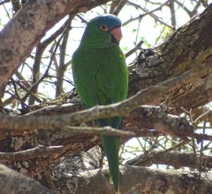 Thectocercus acuticaudatus