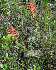 Castilleja linariifolia