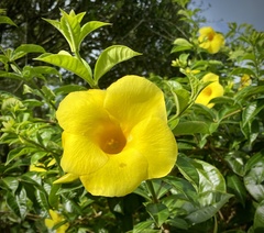 Allamanda cathartica