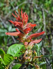 Castilleja linariifolia