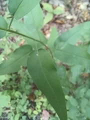 Symphyotrichum shortii